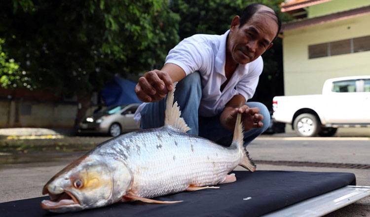 Гигантский меконгский лосось снова замечен в камбоджийских водах после двух десятилетий исчезновения