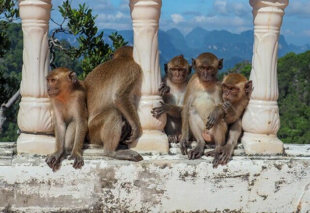 Ввоз животных ограничен до тех пор, пока не будут приняты меры против оспы обезьян