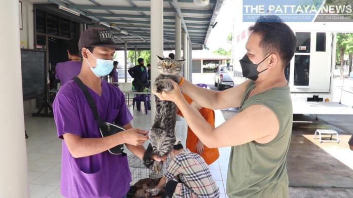Мобильная медицинская помощь для  кошек и собак курсирует в Паттайе