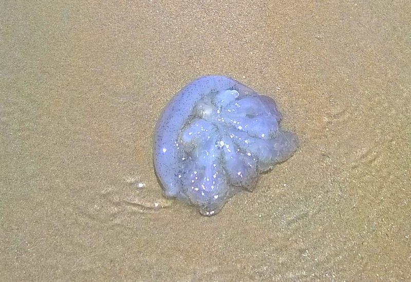 На Банг-Тао нашествие крупных медуз