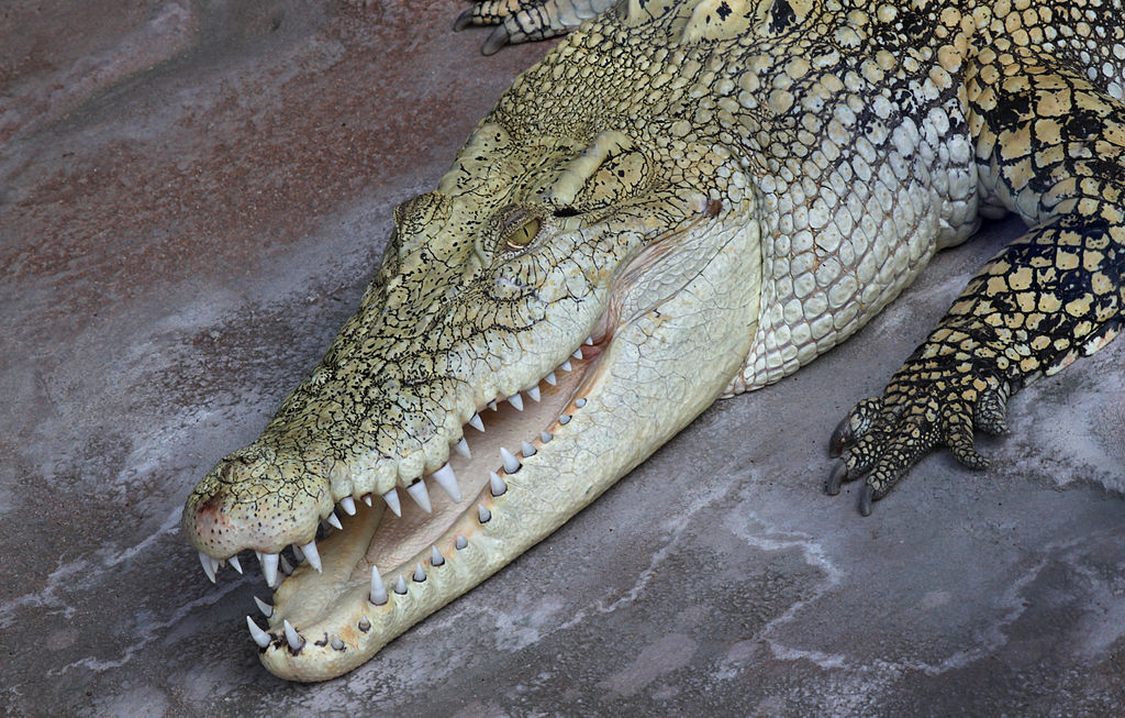 На Банг-Тао пойман крокодил - возмутитель спокойствия