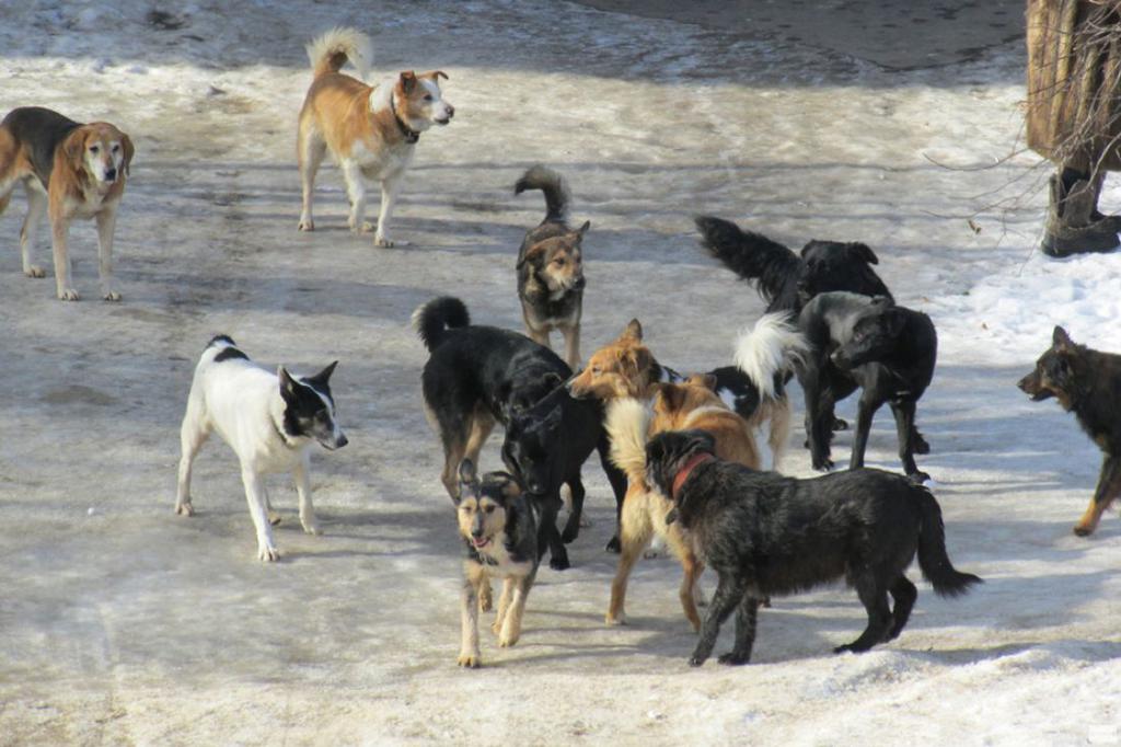 На Най-Янге занялись решением проблемы бродячих псов
