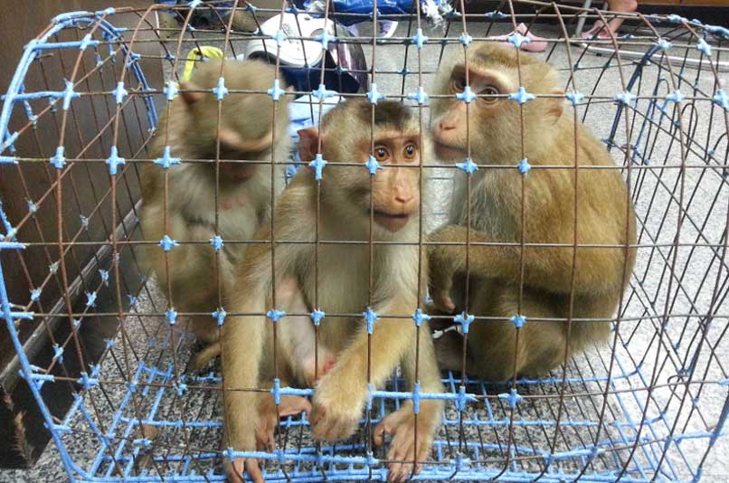 На Пхукете дан старт стерилизации обезьян
