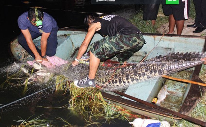 На Пхукете успешно завершена охота на крокодила