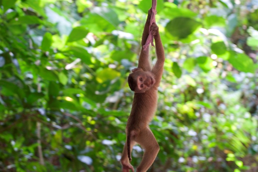 На Пхукете завершился опрос о судьбе местных приматов