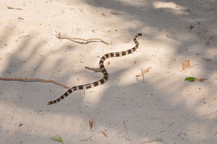 На пляжах Пхукета обнаружены ядовитые змеи
