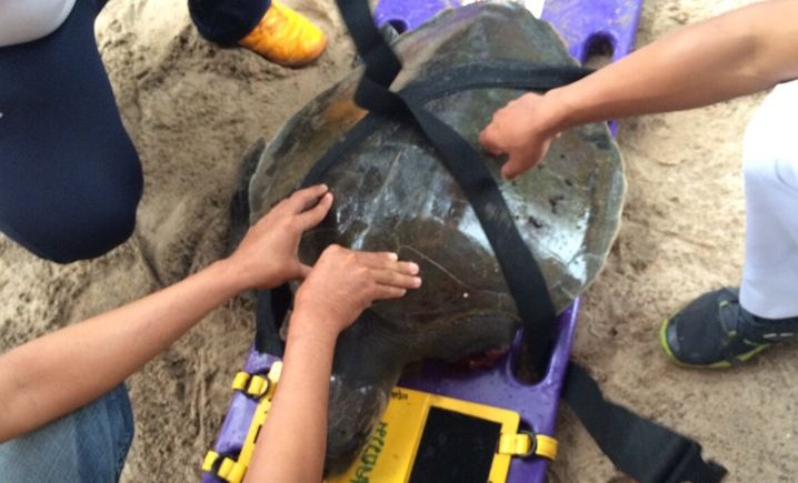 На пляже Пхукета спасли раненую черепаху