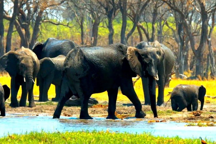 Таиланд предлагает Zoom-конференции со слонами