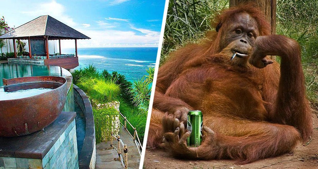 Туристов, дающих обезьянам сигареты, заклеймили в Таиланде на доске позора