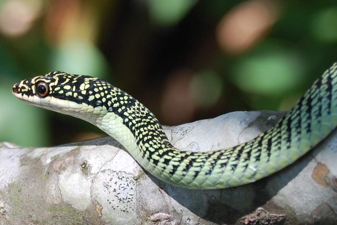 Привезенную из Таиланда змею отправили в столичный Центр реабилитации диких животных
