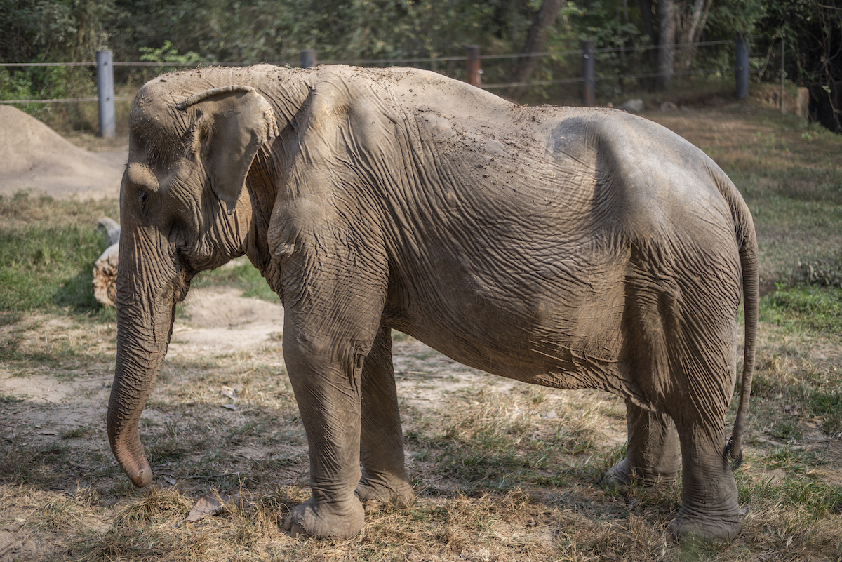 В Таиланде спасли слониху с деформированным позвоночником: 25 лет она возила на себе туристов