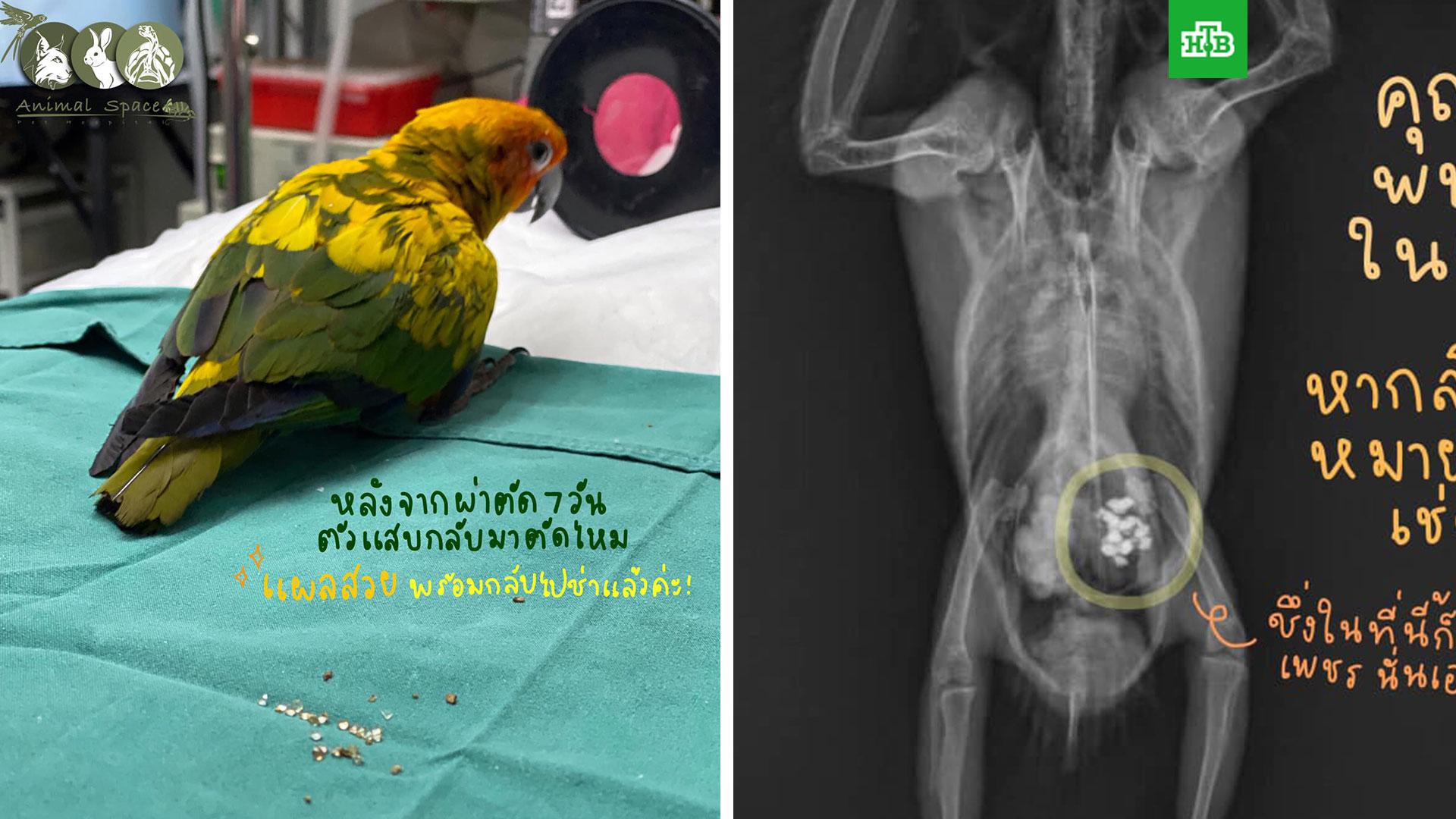 Попугай украл и съел больше 20 бриллиантов в Таиланде