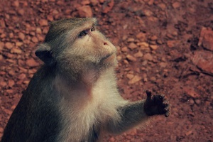 Кормежка обезьян в экскурсии на Квай