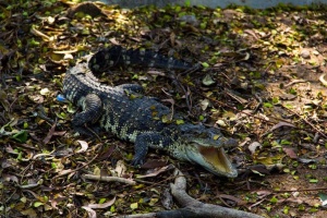 В Южном районе Паттайе обнаружен большой крокодил