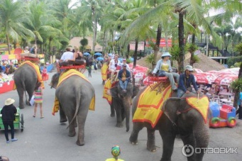 Шоу слонов (Таиланд, Паттайя) - Слоны великолепны!