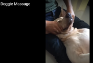В Интернете набирает популярность умилительное видео из Бангкока, на котором псу Тото делают настоящий тайский массаж