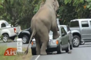 Слон атаковал автомобиль в национальном парке Кхао Яй в Таиланде