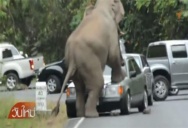 Слон атаковал автомобиль в национальном парке Кхао Яй в Таиланде