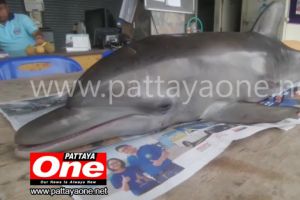 Детёныша дельфина выбросило на пляж Паттайи