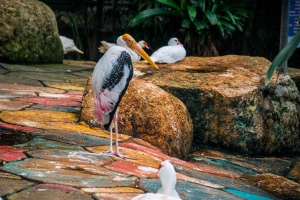 Птицы в саду Nong Nooch, Pattaya, Thailand