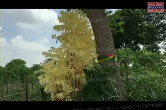 Золотое дерево удачи растет в Паттайе