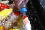 Кормление рыбок из соски в Паттайе