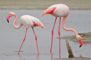 Розовые фламинго в зоопарке Паттайи