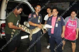 В Паттайе беспризорный крокодил напал на мужчину