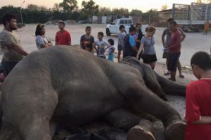 В Паттайе салют напугал слониху до смерти