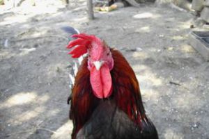 Продавщица жареных цыплят из ревности отрезала пенис своему мужу