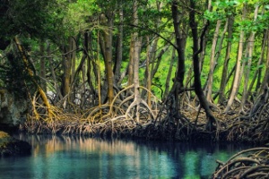 250 мангровых деревьев было высажено молодежью