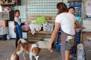 Собаки работают охранниками и официантами
