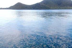 Миллионы медуз появились в восточных прибережных водах