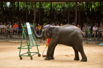 Шоу слонов в тропическом саду «Нонг Нуч»