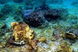 Оценка кораллов, поврежденных штормом у острова Рача Яй вызывает споры