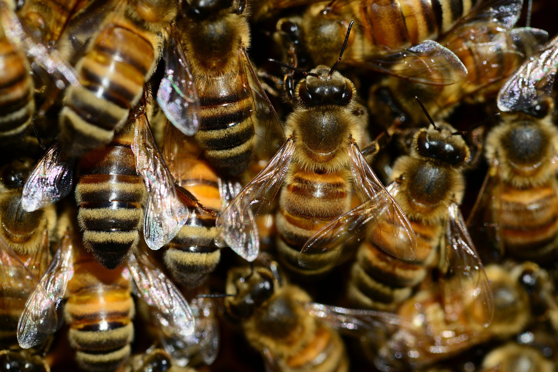 Гигантские медоносные пчелы  заполонили дома на юге Таиланда