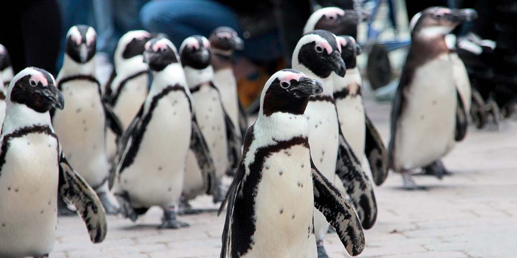 Пингвины грустят без посетителей в закрытом тайском зоопарке