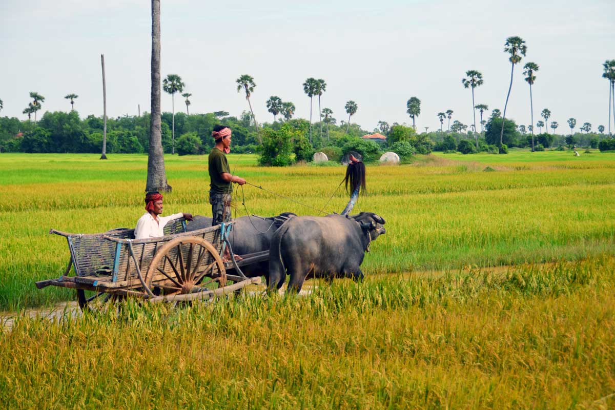 Блокчейн платформа поможет фермерам Камбоджи: Blocrice от Oxfam добьется более справедливых цен