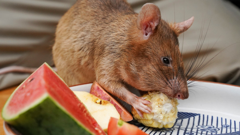Знаменитая крыса-сапер умерла в Камбодже