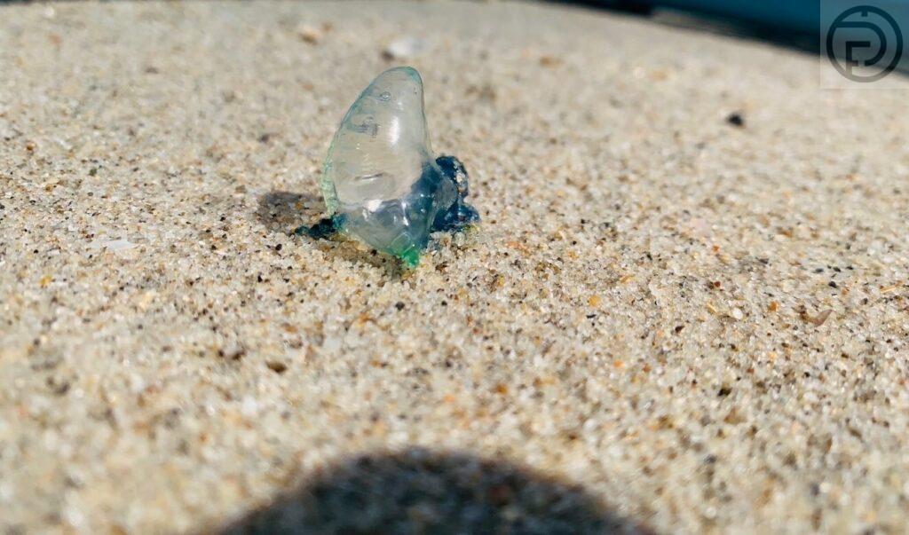 Предупреждение о медузах: первая помощь при укусах медуз