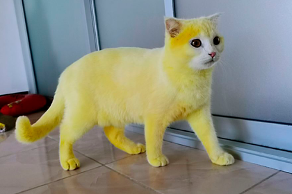 Мурчащий лимончик: женщина, спасая кошку, случайно окрасила ее в желтый цвет
