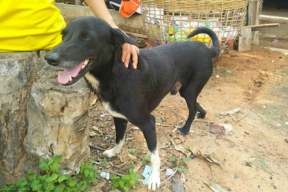 В Таиланде собака спасла заживо похороненного младенца