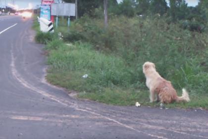 Потерявшаяся собака годами ждала у обочины своего хозяина и дождалась