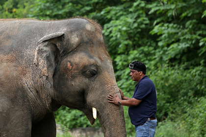 «Самому грустному слону» нашли новый дом в Камбодже
