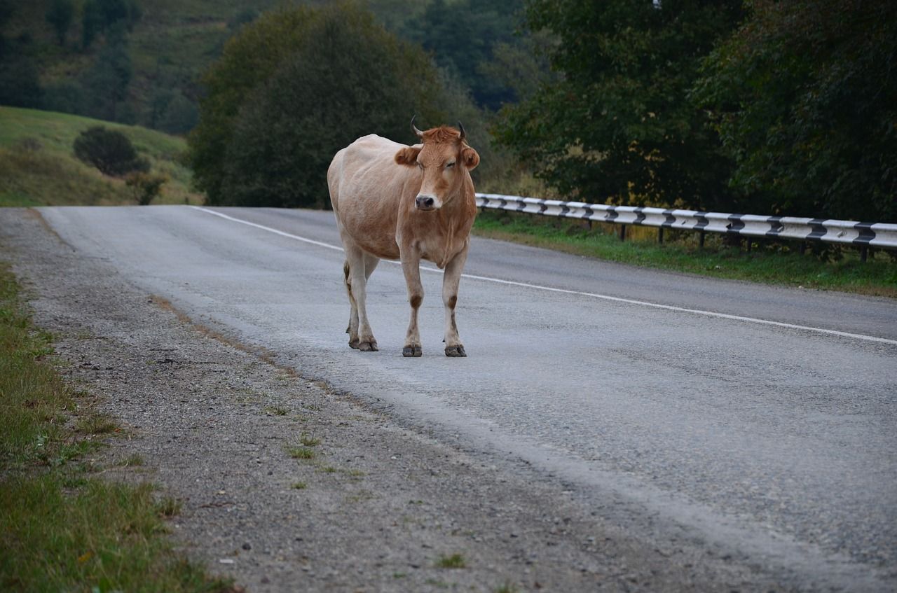 По пути из аэропорта такси с туристами столкнулось на дороге с коровой