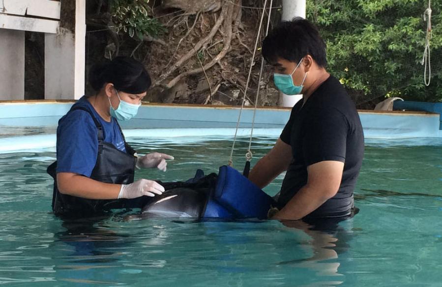 Подобранному на Най-Янге дельфину требуется помощь волонтеров