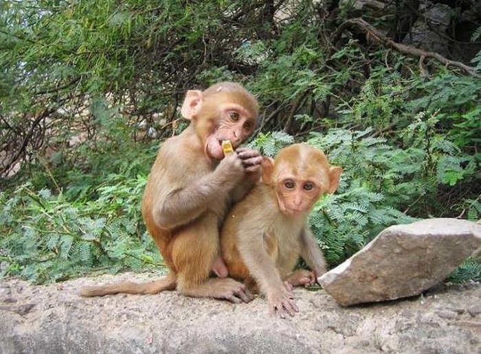 Рабочие из Чалонга просят решить проблему голодных обезьян