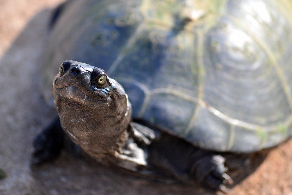 Реабилитация спасенной черепахи продлится как минимум год