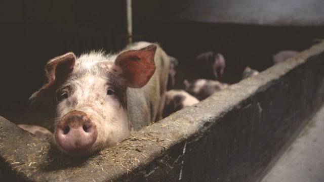 В Камбодже зафиксирована вспышка африканской чумы свиней