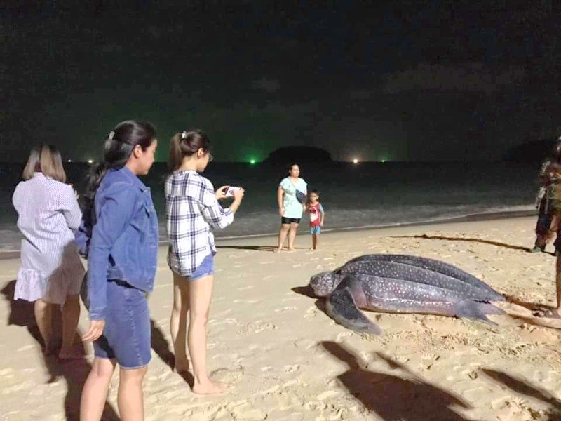 Морская черепаха отложила яйца на пляже Ката на Пхукете